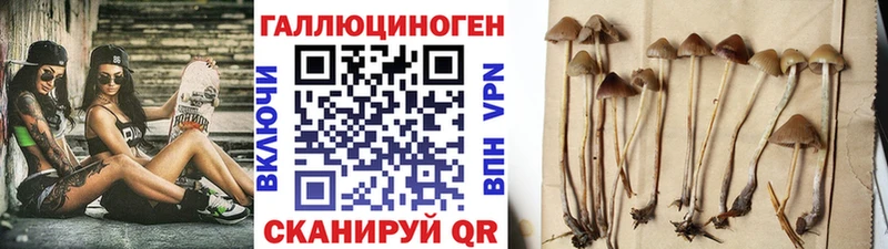 Псилоцибиновые грибы Cubensis Буйнакск